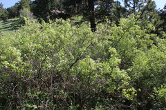 Crataegus succulenta
