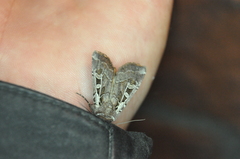 Euxoa divergens