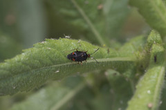 Deraeocoris ruber