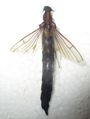 Atractocerus brevicornis