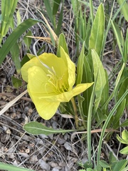 Oenothera howardii
