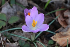 Crocus vernus