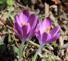 Crocus vernus