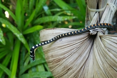 Chrysopelea paradisi