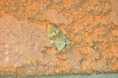 Choristoneura conflictana