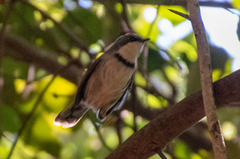 Apalis thoracica capensis