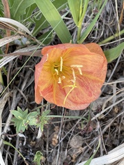 Oenothera howardii