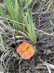 Oenothera howardii