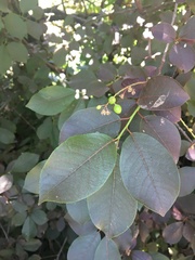 Cotinus obovatus