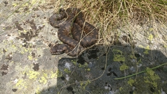 Vipera walser