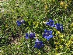 Gentiana acaulis