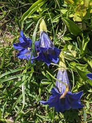 Gentiana acaulis