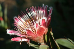 Protea lacticolor