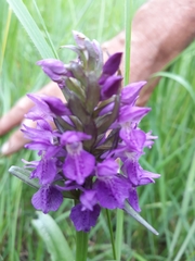 Dactylorhiza praetermissa
