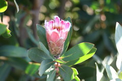Protea lacticolor