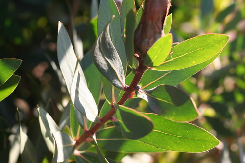 Image of Protea lacticolor by (c) Paul Hoekman, some rights reserved (CC BY)