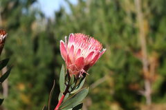 Protea lacticolor
