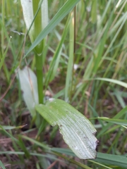 Dactylorhiza praetermissa