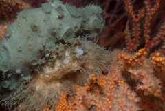 Dromidia hirsutissima