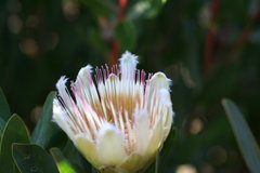 Protea lacticolor