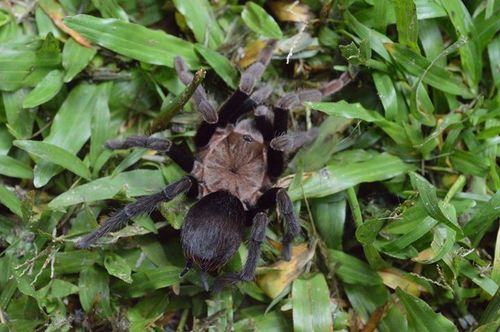 Los Tuxtlas Tarantula