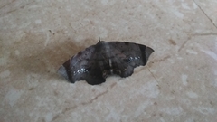 Mecodina albodentata