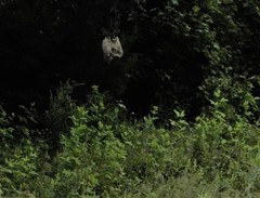 Meleagris gallopavo silvestris