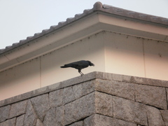 Corvus macrorhynchos
