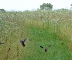 Meleagris gallopavo silvestris