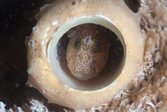 Chalaroderma ocellata