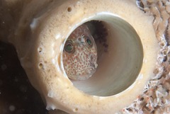 Chalaroderma ocellata