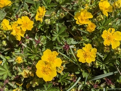 Potentilla aurea