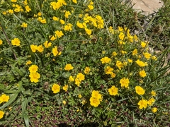 Potentilla aurea
