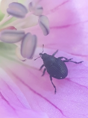 Zacladus geranii