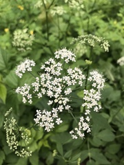 Chaerophyllum aromaticum