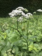 Chaerophyllum aromaticum