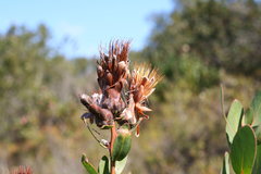 Protea lacticolor