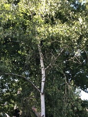 Betula pendula