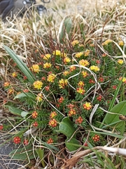 Rhodiola coccinea