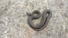 Vipera walser