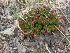 Rhodiola coccinea