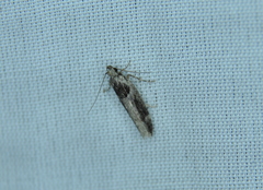 Pseudochelaria walsinghami