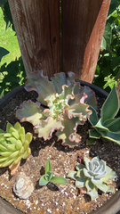 Gibbiflorae
