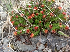 Rhodiola coccinea