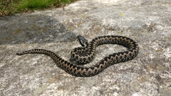 Vipera walser