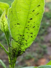 Uroleucon verbesinae