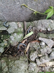 Rossiulus kessleri
