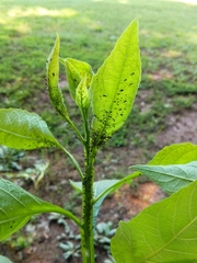 Uroleucon verbesinae
