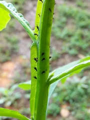 Uroleucon verbesinae