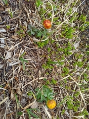Trollius altaicus